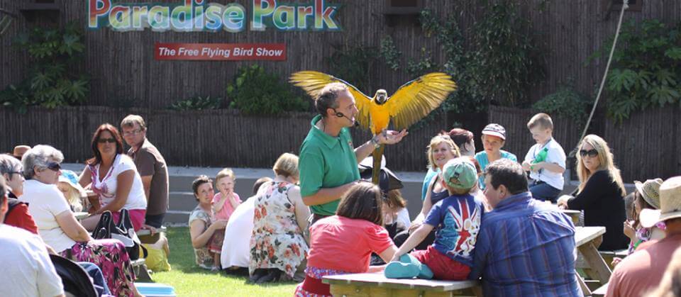 Paradise Park parrot demonstration
