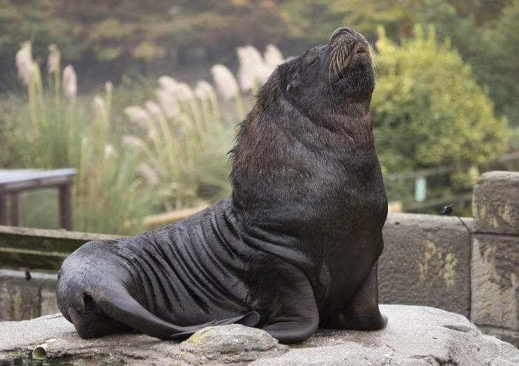 Cornish Seal Sanctuary (2)