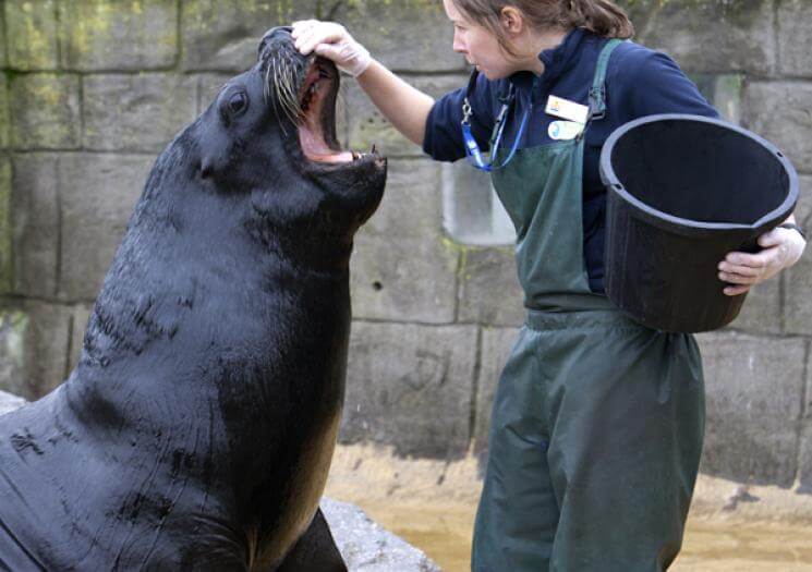 Cornish Seal Sanctuary (3)