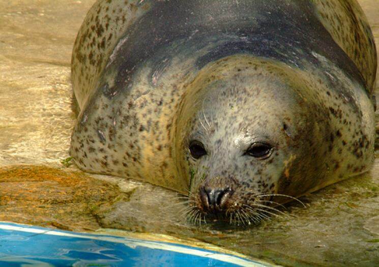 Cornish Seal Sanctuary (4)
