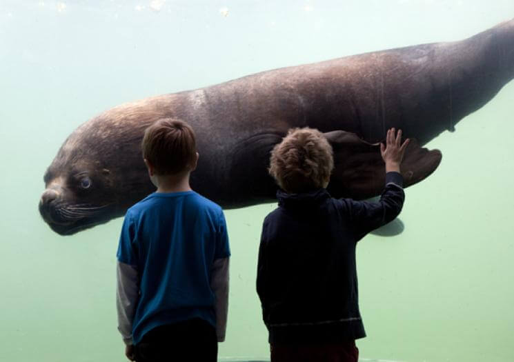 Cornish Seal Sanctuary (7)