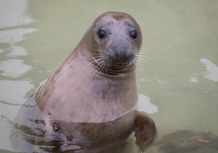 Cornish Seal Sanctuary (8)