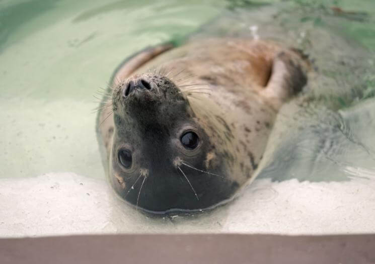 Cornish Seal Sanctuary (9)