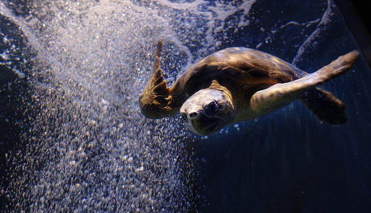 Blue Reef Aquarium newquay 3