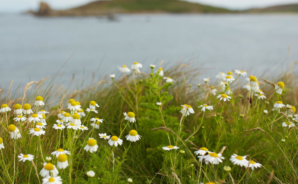 Seasalt Cornwall (4)