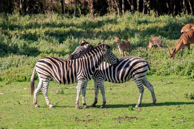 Newquay Zoo Cornwall (3)