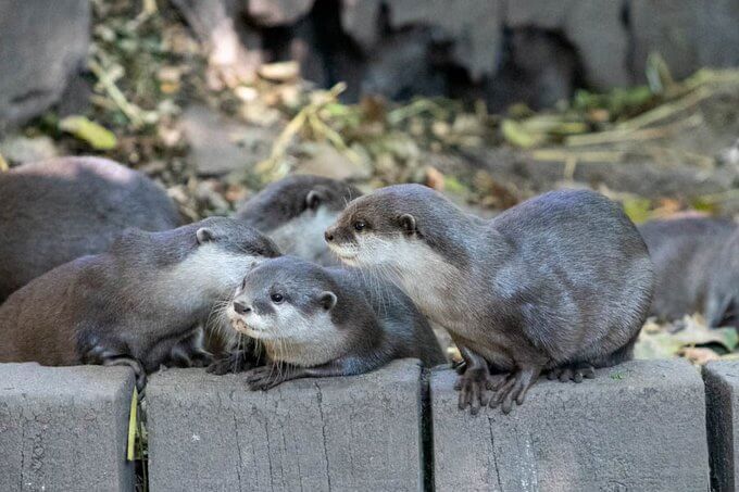 Newquay Zoo Cornwall (4)