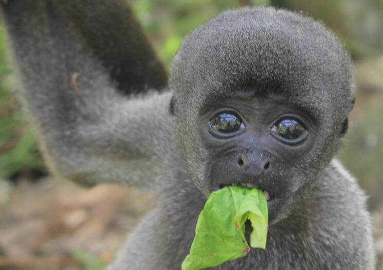 Wild Futures Monkey Sanctuary Cornwall (1)