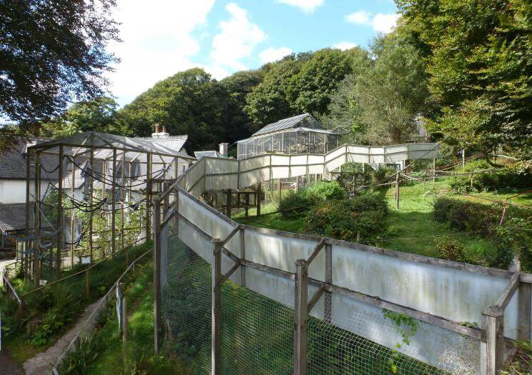 Wild Futures Monkey Sanctuary Cornwall (2)