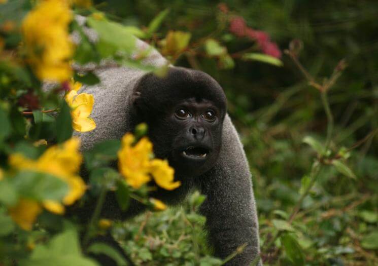 Wild Futures Monkey Sanctuary Cornwall (3)