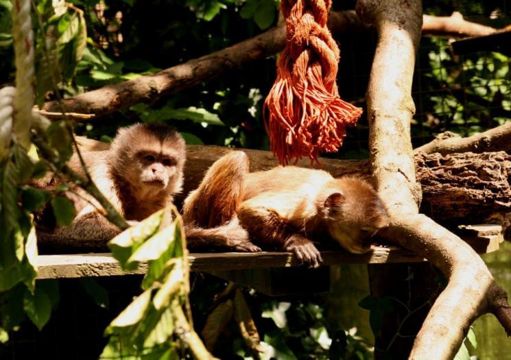 Wild Futures Monkey Sanctuary Cornwall (4)