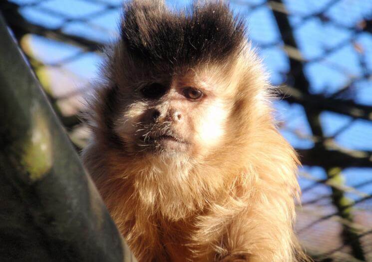 Wild Futures Monkey Sanctuary Cornwall (5)