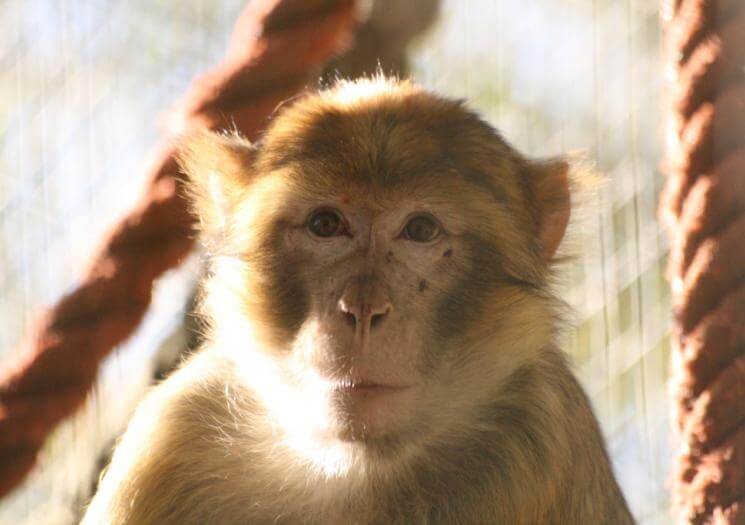 Wild Futures Monkey Sanctuary Cornwall (6)