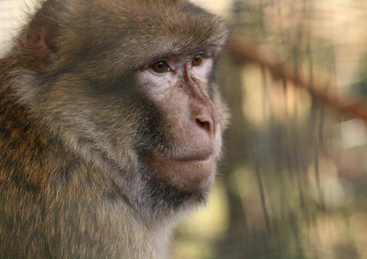 Wild Futures Monkey Sanctuary Cornwall (8)