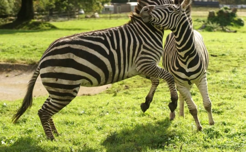 Dartmoor Zoo (3)