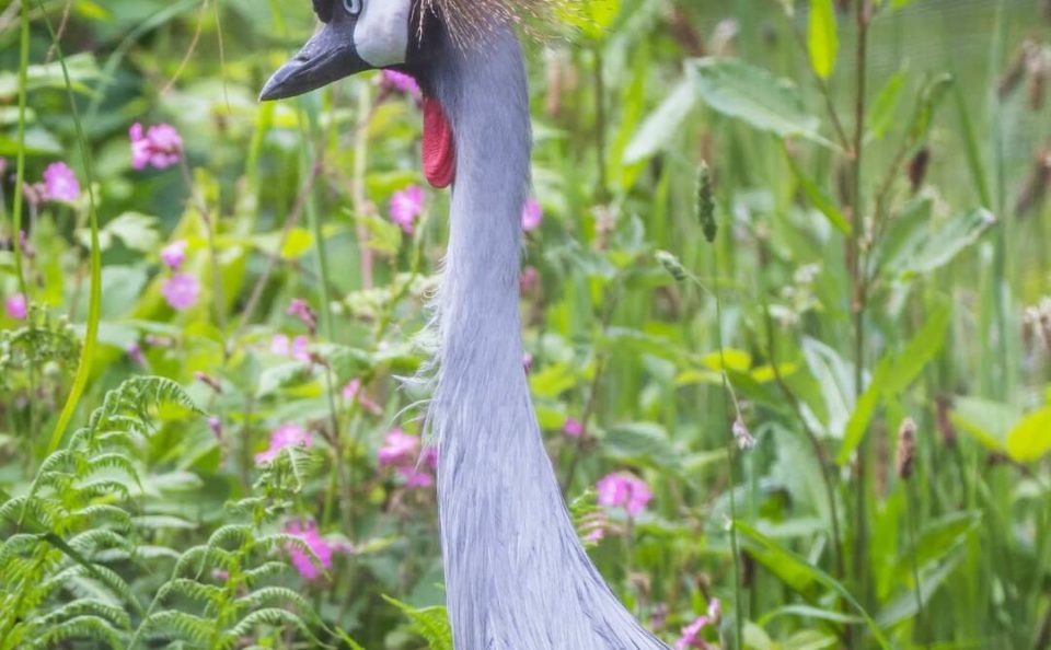 Dartmoor Zoo (8)